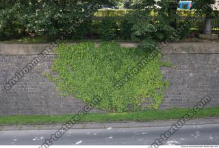 wall overgrown ivy 0006